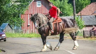 Cai grei, cai frumosi din Bucovina. Armasar pentru monta 2019