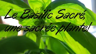 Le Basilic Sacré, une sacrée plante!