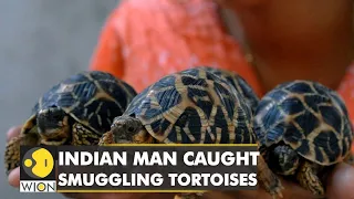 Indian man arrested for smuggling star tortoises from Bangkok airport | Latest English News | WION