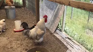 Rooster Crowing in Slow-motion #Shorts