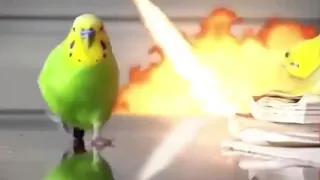 Попугай эпично убегает от взрыва под кавер на песню Deja Vu от Мармока
