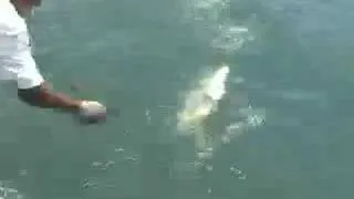 Tuna fishing in Mexico