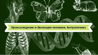 Биология 8 класс $3 Происхождение и эволюция человека. Антропогенез