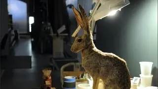 Restoring the Antelope Jackrabbit's Ears