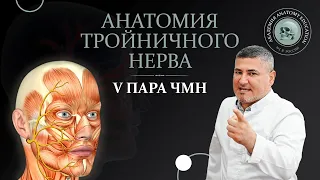 V пара ЧМН. Анатомия тройничного нерва. Anatomy of the trigeminal nerve