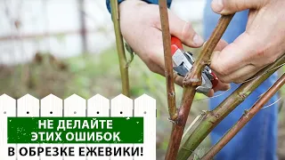 Обрезка ежевики: Как сделать это правильно и получить хороший урожай?