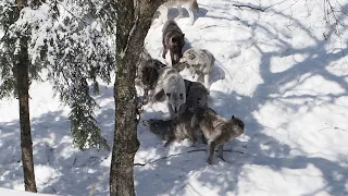 Black wolves, and a timber wolf, at Parc Omega