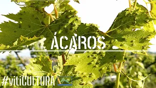 Tratamiento ECOLÓGICO acaricida - fungicida en la VID contra la ERINOSIS #LdN vitiCULTURA