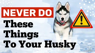 5 Things You Should NEVER Do To Your Husky