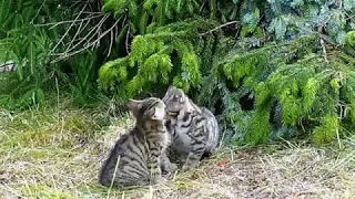 Scottish wildcat kittens playing, orphan wild cats rescued by Wildcat Haven Scotland