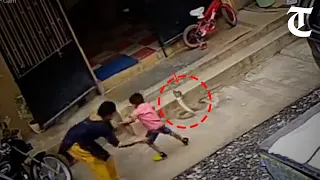 Woman saves her son in the nick of time from a giant cobra in front of their home