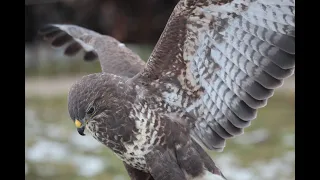 Mäusebussard jagt Regenwürmer