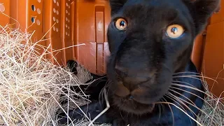 Black Leopard Nikita Update & Reunion | The Lion Whisperer