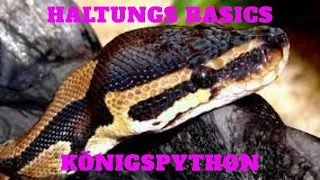 HALTUNGS BASICS VOM KÖNIGSPYTHON / Python regius / BALL PYTHON