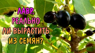 ЛАВР. РЕАЛЬНО ЛИ ВЫРАСТИТЬ ИЗ СЕМЯН? СОДЕРЖАНИЕ ДОМА.