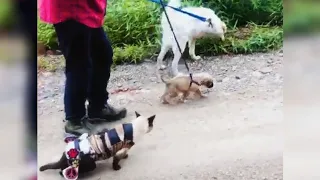 DOG & CAT BEST FRIENDS (Both Cat and Dog Disabled But Inseparable)