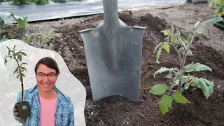 My #1 Tomato Growing Secret | Deep Planting Tomatoes