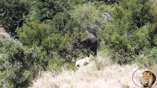 Casper The White Lion Chased By An Elephant