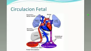 4º ATENEO CACI 2015 | "Cierre de Foramen Oval Permeable"