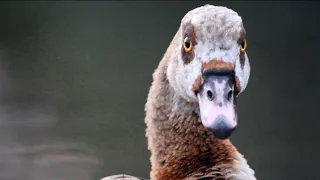 Egyptian Goose , Hollow Pond, Leyton Flats - LONDON