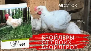 Бройлеры от своих бройлеров. Вес в 45 суток. Повторят ли веса своих родителей?