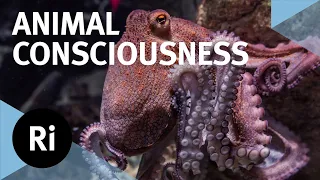 The hidden world of animal consciousness - with David Peña-Guzmán