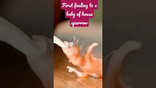 First feeding to a baby of house sparrow| #viral_shorts #cute_birds