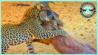 Best Fights Leopard vs Warthog, WHO WIN?  - Animal Attacks