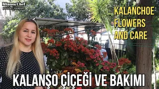 #Kalanşo Çiçeği ve Bakımı İle İlgili A dan Z ye Herşey Bu Videoda.2Farklı#KalanşoÇoğaltma#Budama