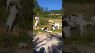 Кози , теле и прасенца на обща паша