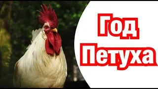 Год Петуха – описание и характеристика знака