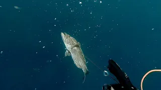 Basic tips for spearfishing groupers