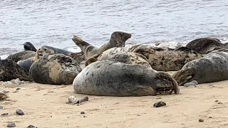 Big Gray Seals Horsey gap Seals colani Seals come ashore