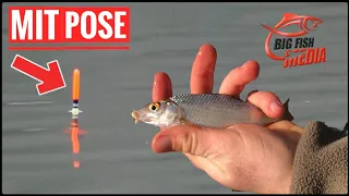 Posenangeln: Mit Waggler-Pose auf Friedfische