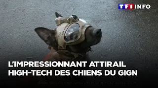 L'impressionnant attirail high-tech des chiens du GIGN