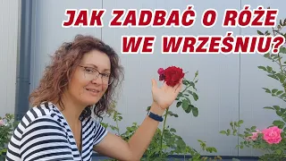Pielęgnacja róż we wrześniu || Rozaria.pl