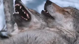 ¿Sabes cómo funciona una manada de lobos?
