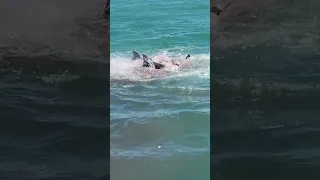 4 Bull Sharks destroy Dolphin - OMG - The blood.