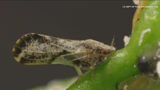 Asian citrus psyllid spreads devastating disease to citrus trees