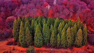 REDWOOD grove in the Crimea - a place that has long been hidden from tourists. Crimea is admirable.