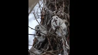 [4K] SiberianFlyingSquirrel エゾモモンガ  shorts