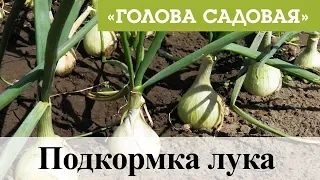 Голова садовая - Подкормка лука