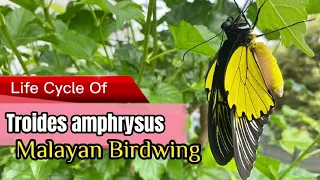 Butterfly life cycle of Troides amphrysus ( Malayan Birdwing)#butterfly #butterflylifecycle #蝴蝶#蝴蝶生態
