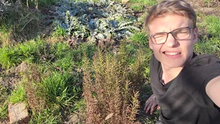 Gartenrundgang März 2021 I Der Frühling kommt langsam in Fahrt .