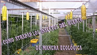 TRAMPAS DE INSECTOS: Cómo atrapar los bichos del huerto de manera ecológica.