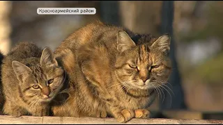 Коты раздора: в больнице села Новопокровка разгорается нешуточный скандал