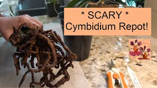 SCARY Cymbidium Orchid Repot | How to Repot a Cymbidium Orchid | Cymbidium Orchid Media