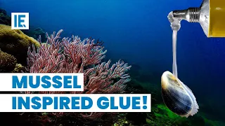 How Mussels Helped Develop the Perfect Underwater Glue