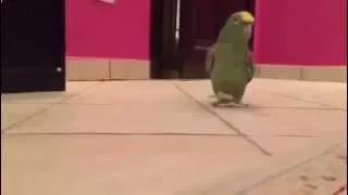 Злобный смех попугая