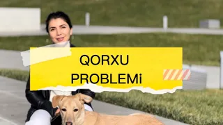 Qorxu problemi(səs,avtomobil,insan qorxusu).Evin qaydaları,pişiklər ilə yola getmə təlimi.